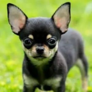 Meet your Posher, Anne